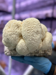 Lion's Mane Mushroom
