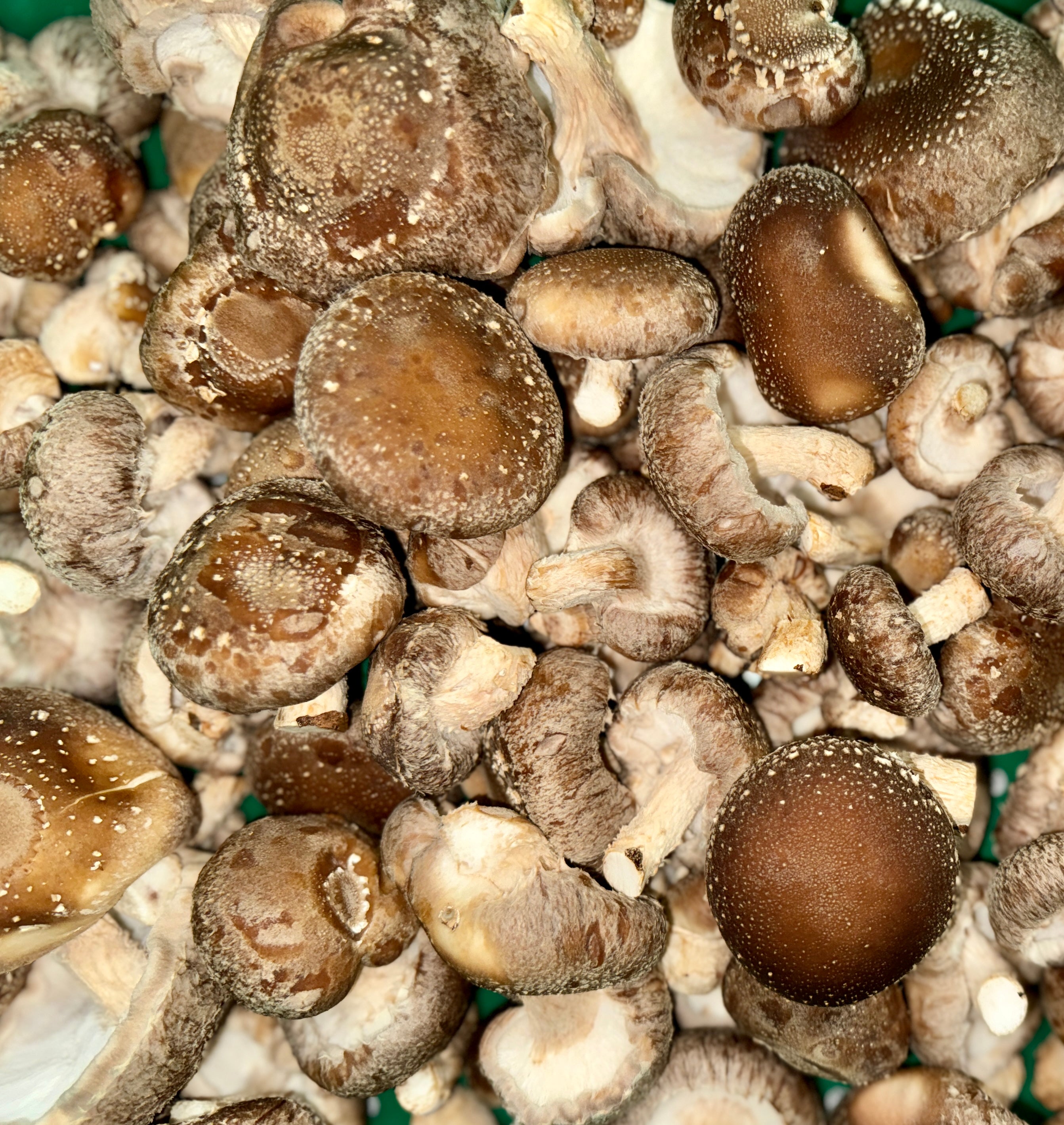Shiitake Mushrooms