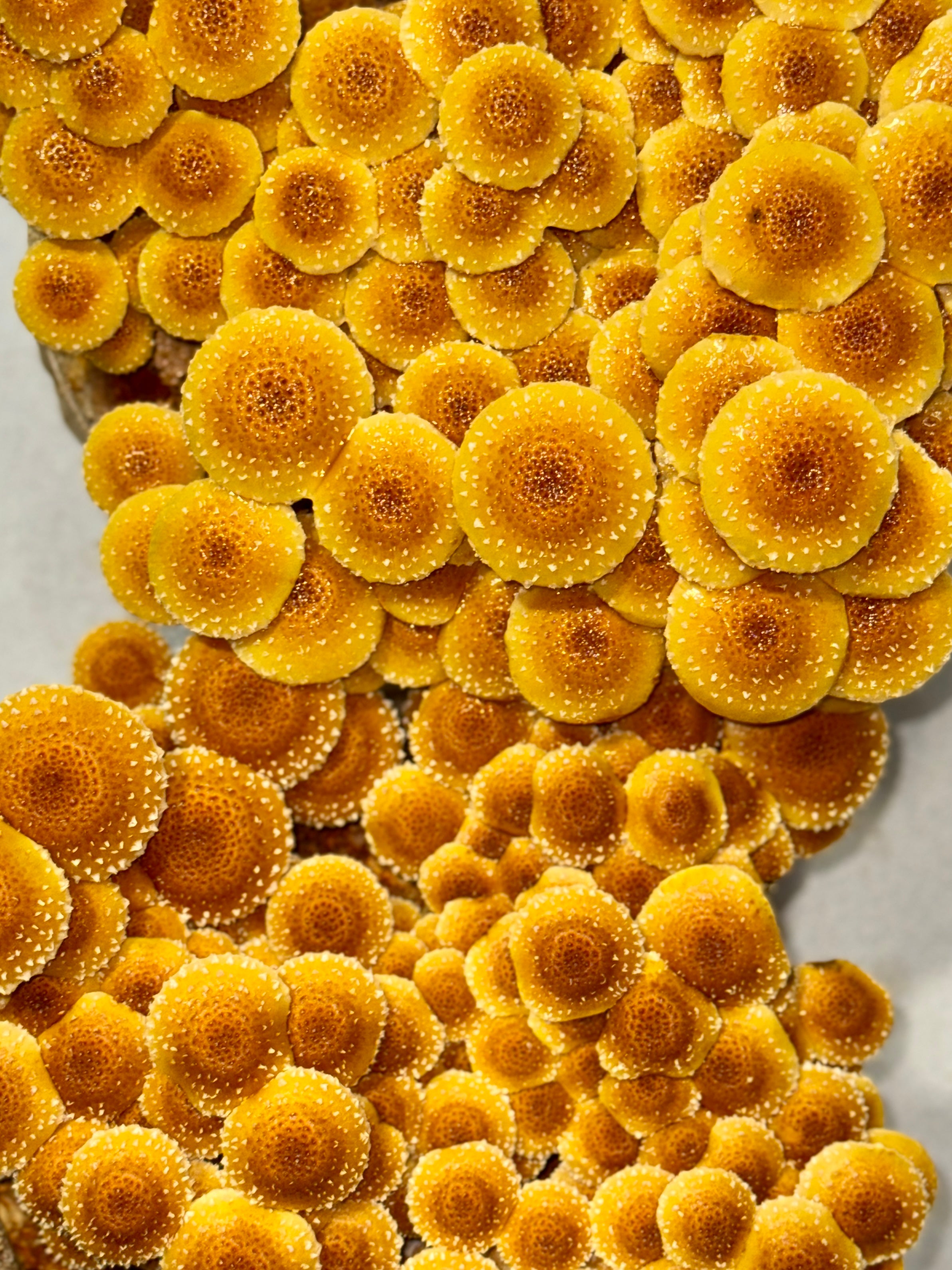 Cinnamon Cap Mushroom