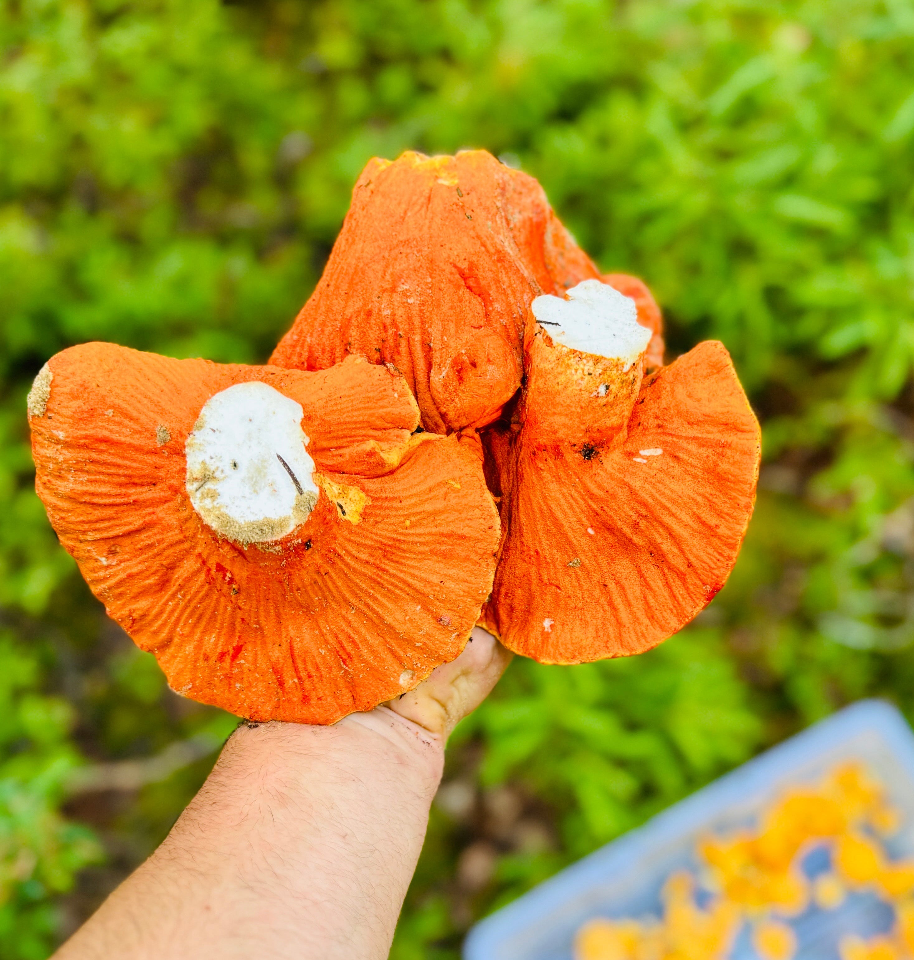 Wild Ontario Lobster Mushrooms