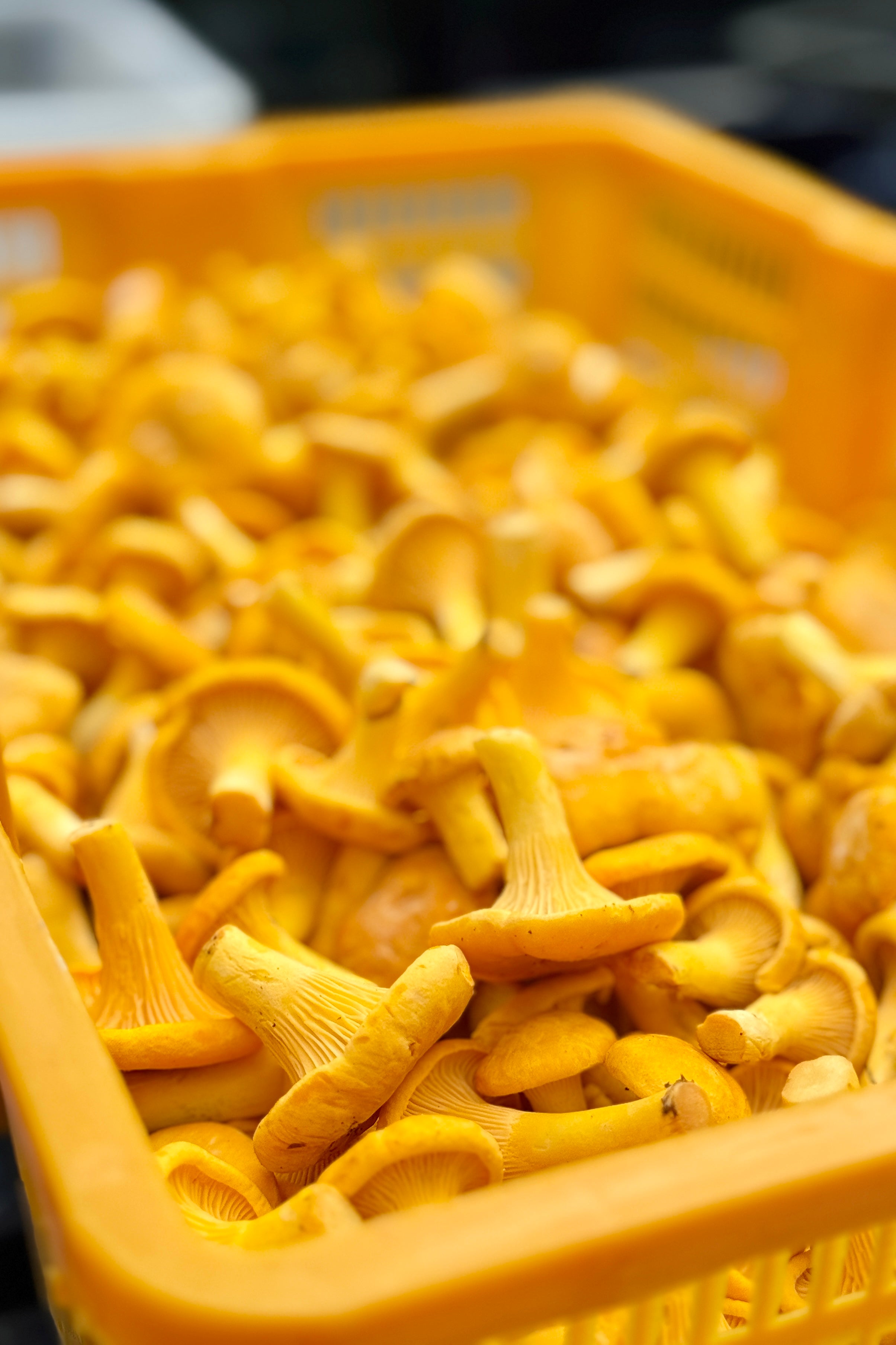 Wild Ontario Chanterelle Mushrooms