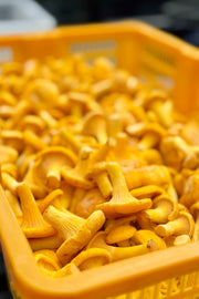 Wild Ontario Chanterelle Mushrooms