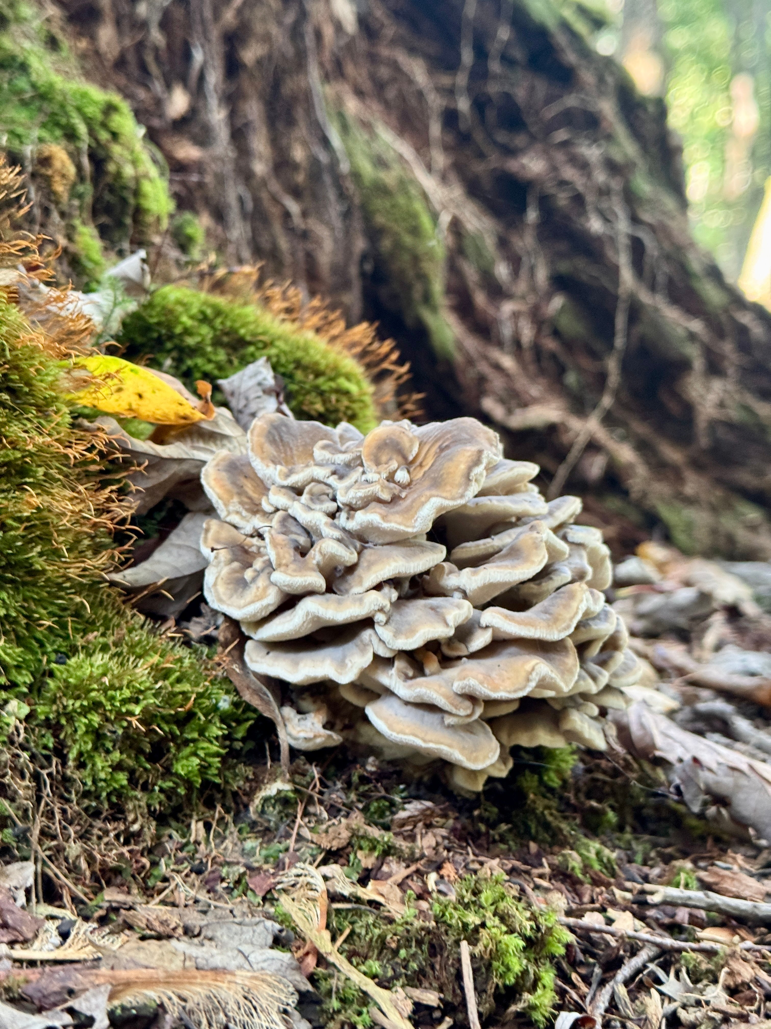 Wild Ontario Maitake Mushrooms