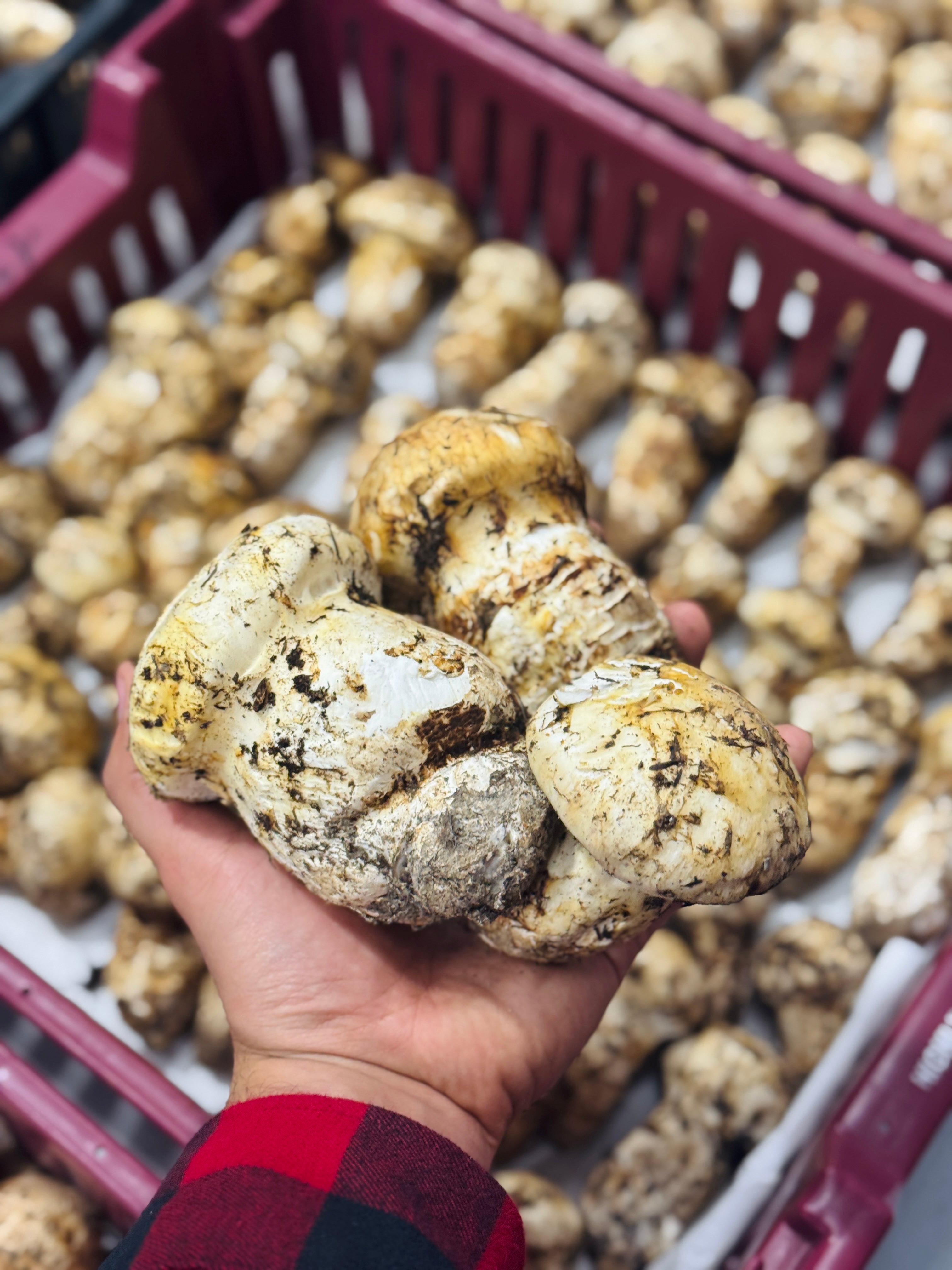 Wild Ontario Matsutake Mushrooms
