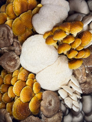 Farmer's Choice (Mixed Speciality Mushrooms)