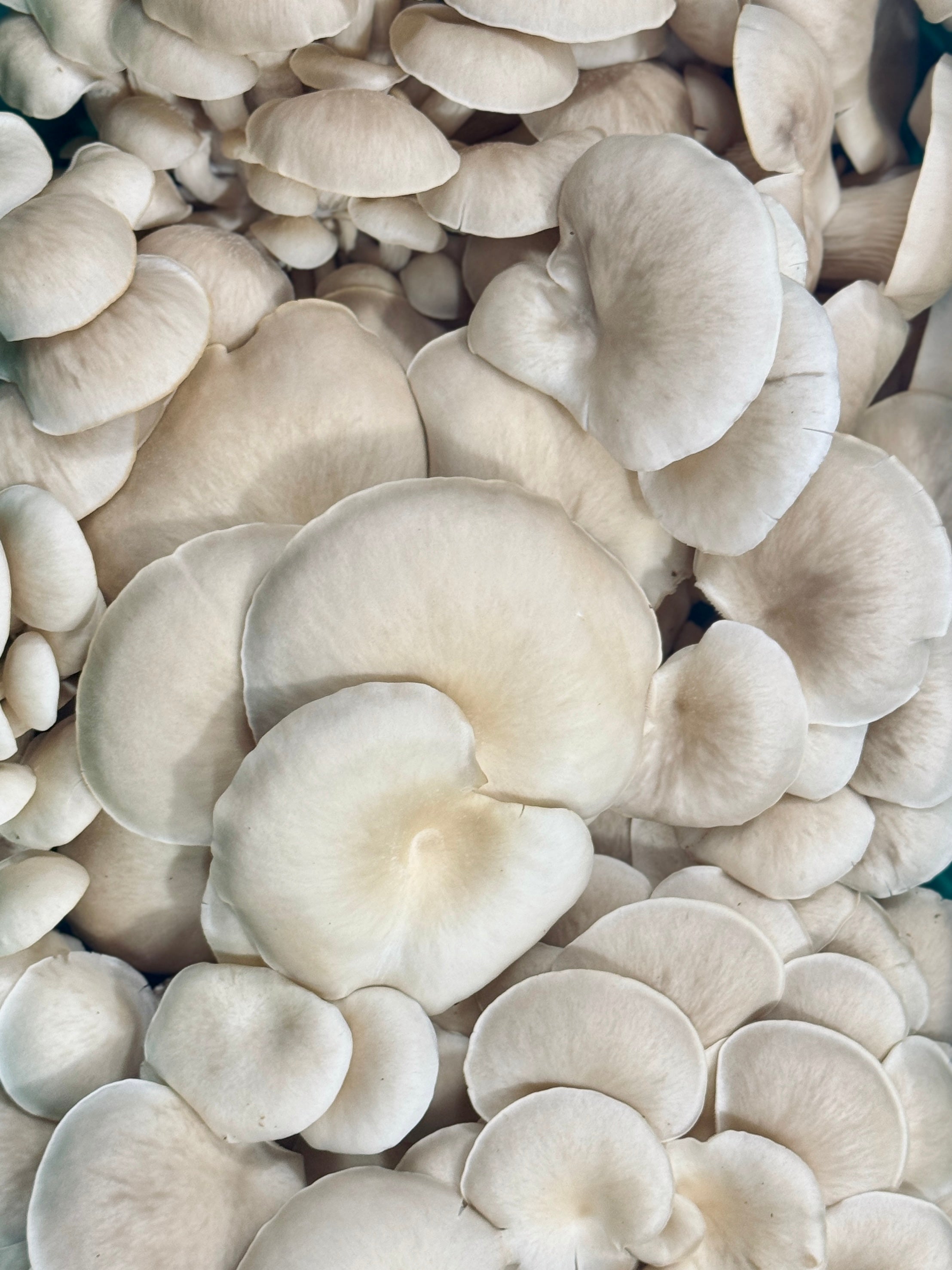 Northern Oyster Ontario Mushrooms