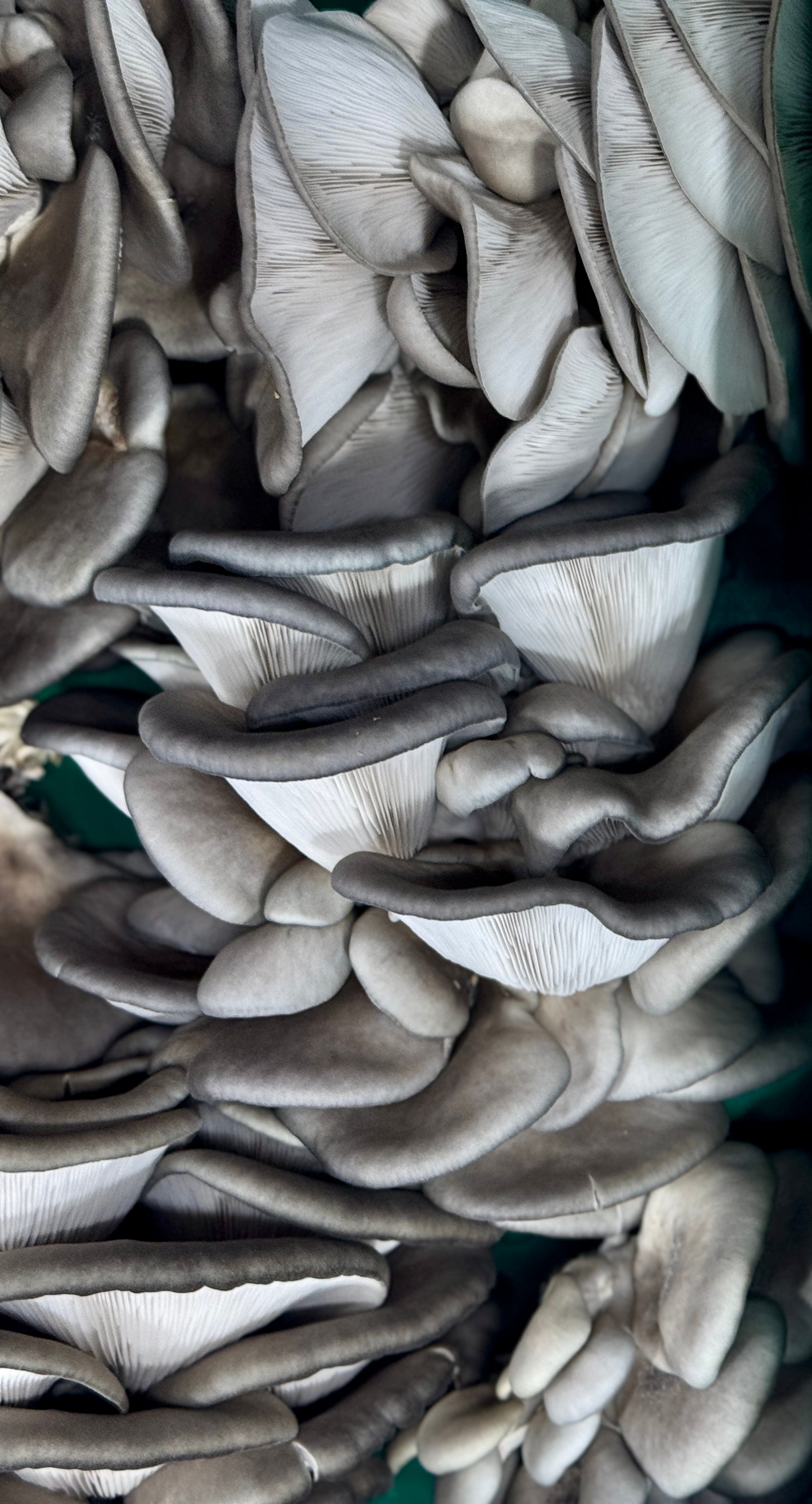 Blue Oyster Mushroom
