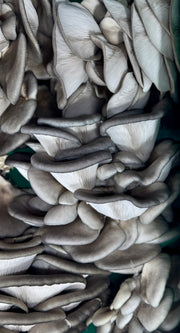 Blue Oyster Mushroom